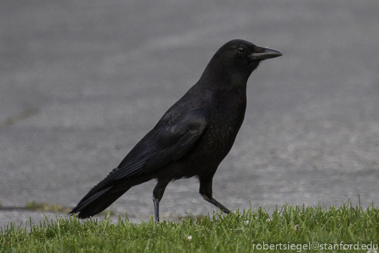 crow